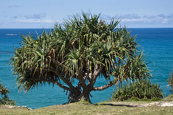 455100 - Thatch screw pine (Pandanus tectorius), Point Lookout, North Stradbroke Island, Australia
