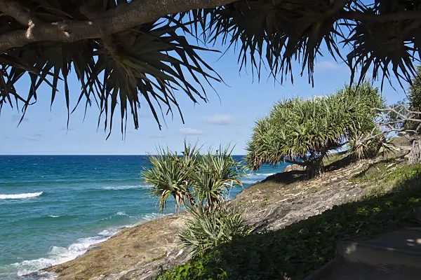 455103 - Thatch screw pine (Pandanus tectorius), Point Lookout, North Stradbroke Island, Australia