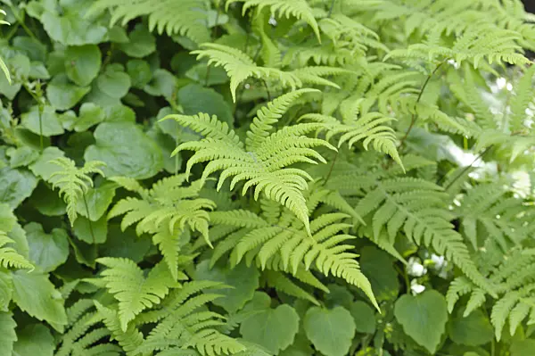 472409 - Thélyptère fougère-du-hêtre (Phegopteris connectilis)
