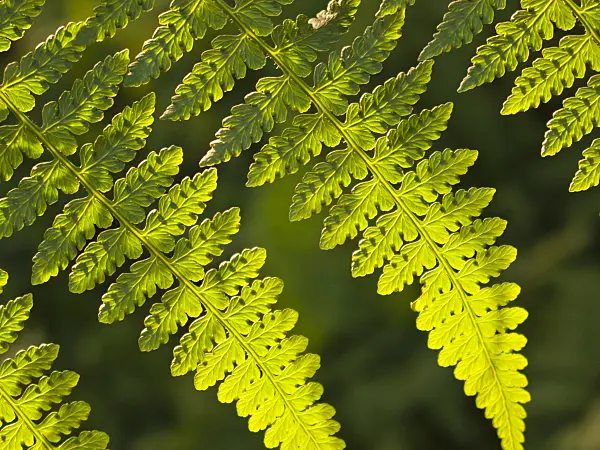419008 - Thelypteris in different shades of green in sunlight