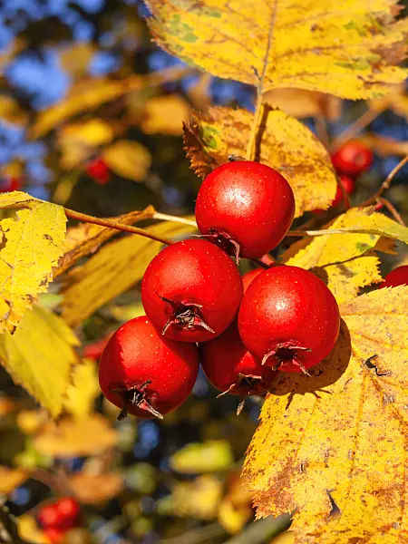431028 - Thicket hawthorn (Crataegus intricata)