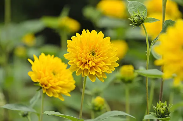523139 - Thinleaf sunflower (Helianthus decapetalus 'Soleil d'Or')