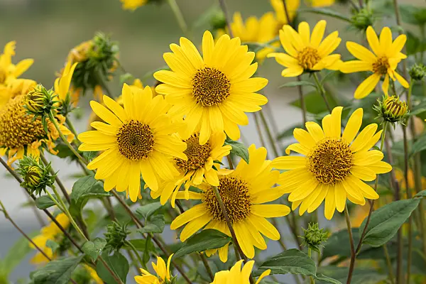 664173 - Thinleaf sunflower (Helianthus decapetalus 'Triomphe de Gand')