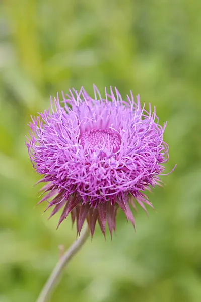 485175 - Thistle (Carduus thoermeri)