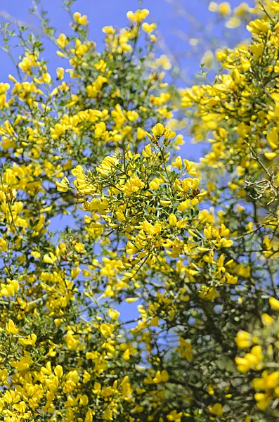 533063 - Thorny broom (Calicotome spinosa)