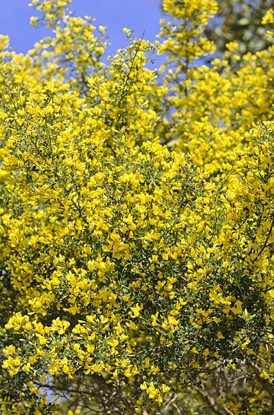 533064 - Thorny broom (Calicotome spinosa)
