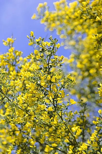 533065 - Thorny broom (Calicotome spinosa)