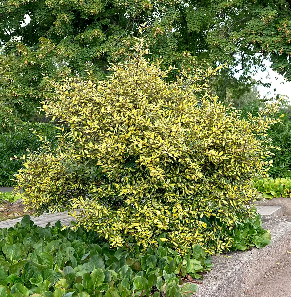 664134 - Thorny olive (Elaeagnus pungens 'Maculata')