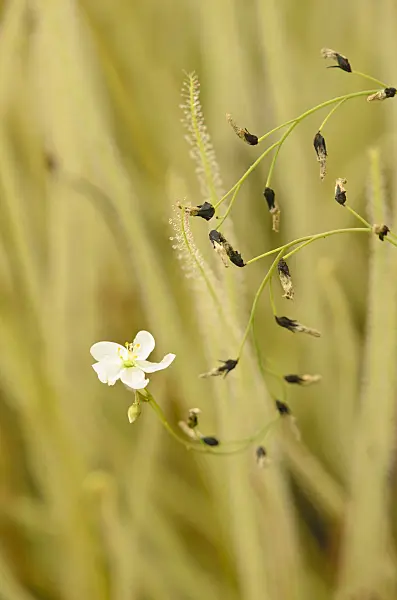 547343 - Thread-leaved sundew (Drosera filiformis)