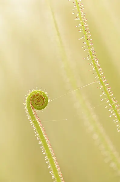 547344 - Thread-leaved sundew (Drosera filiformis)
