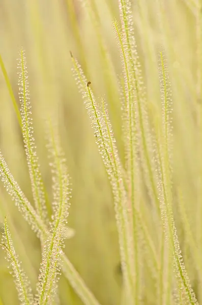 547345 - Thread-leaved sundew (Drosera filiformis)