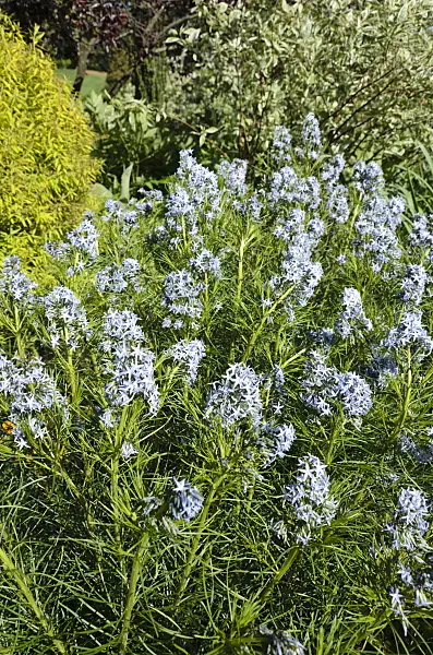 508194 - Threadleaf blue star (Amsonia hubrichtii)