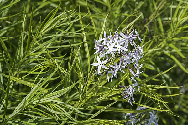651053 - Threadleaf blue star (Amsonia hubrichtii)