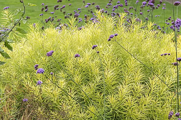 651054 - Threadleaf blue star (Amsonia hubrichtii)