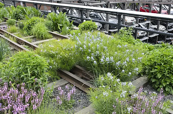 508106 - Threadleaf blue star (Amsonia hubrichtii) and meadow clary (Salvia pratensis 'Pink Delight') on a shut down elevated railway, High Line, New York, USA