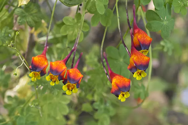 601013 - Three-coloured nasturtium (Tropaeolum tricolor)