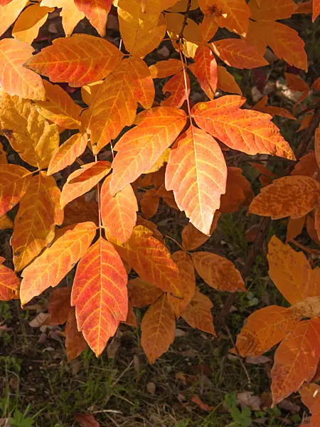 406034 - Three-flowered maple (Acer triflorum)