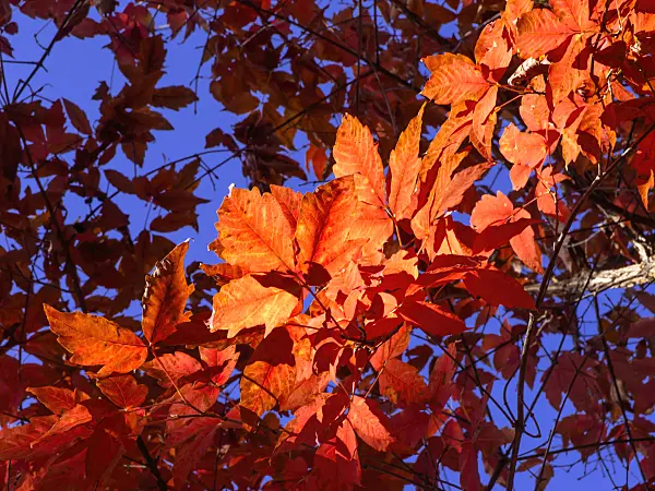 465243 - Three-flowered maple (Acer triflorum)
