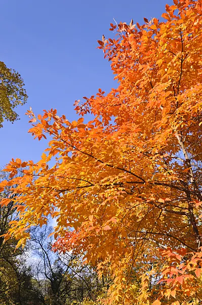489125 - Three-flowered maple (Acer triflorum)