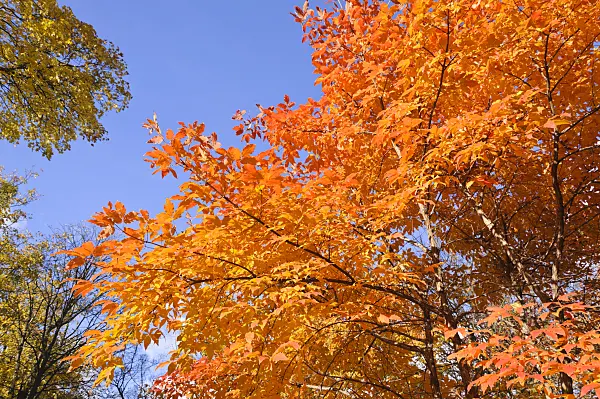 489126 - Three-flowered maple (Acer triflorum)