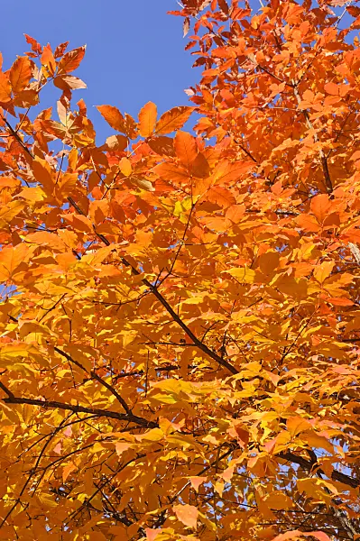 489127 - Three-flowered maple (Acer triflorum)