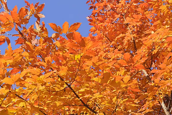 489128 - Three-flowered maple (Acer triflorum)