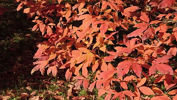 489165 - Three-flowered maple (Acer triflorum)