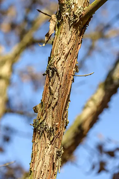 593022 - Three-flowered maple (Acer triflorum)