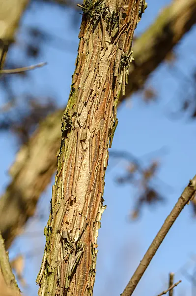 593023 - Three-flowered maple (Acer triflorum)
