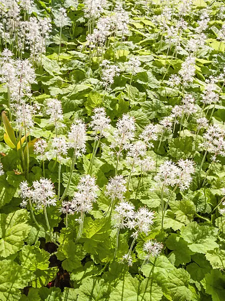 413013 - Threeleaf foamflower (Tiarella cordifolia)