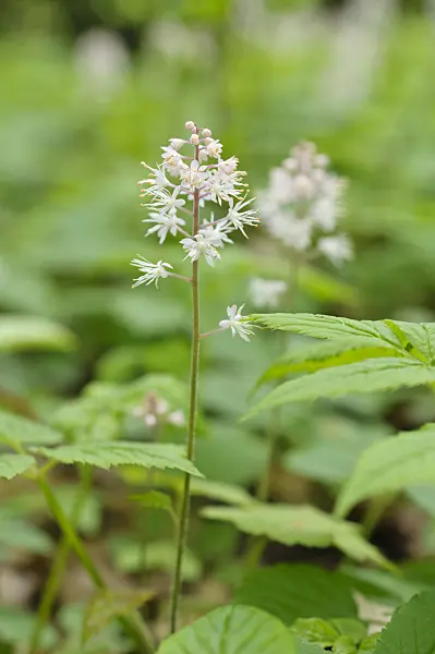 484066 - Threeleaf foamflower (Tiarella cordifolia)