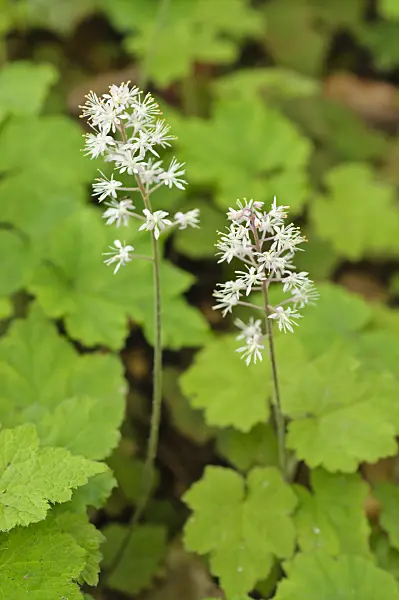484067 - Threeleaf foamflower (Tiarella cordifolia)