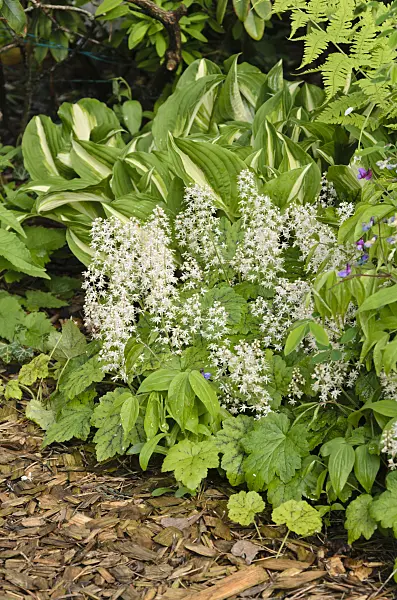 520154 - Threeleaf foamflower (Tiarella cordifolia)