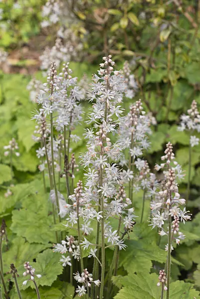 570051 - Threeleaf foamflower (Tiarella cordifolia)