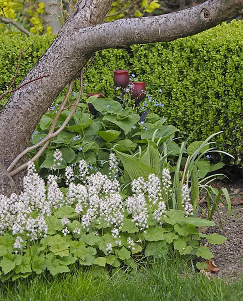 517474 - Threeleaf foamflower (Tiarella cordifolia) and Siberian bugloss (Brunnera macrophylla syn. Myosotis macrophylla)
