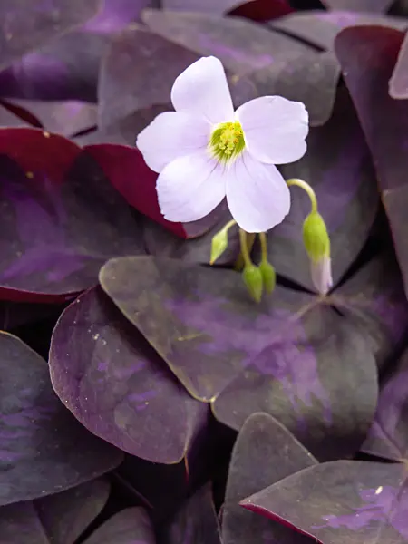 437350 - Threeleaf purple shamrock (Oxalis triangularis)