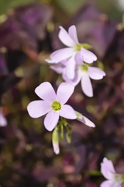 474342 - Threeleaf purple shamrock (Oxalis triangularis)