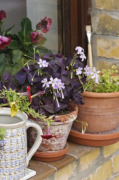 474375 - Threeleaf purple shamrock (Oxalis triangularis)