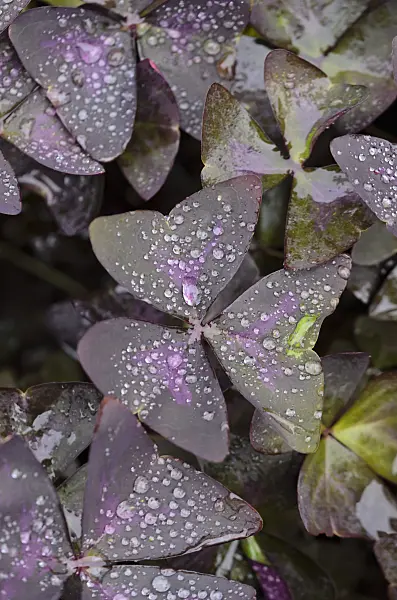 547392 - Threeleaf purple shamrock (Oxalis triangularis)