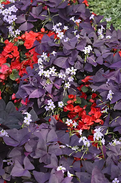 534405 - Threeleaf purple shamrock (Oxalis triangularis) and begonia (Begonia semperflorens)