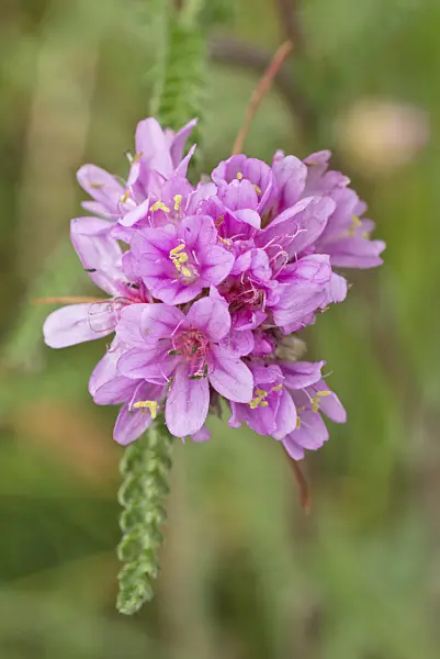 558303 - Thrift (Armeria maritima)