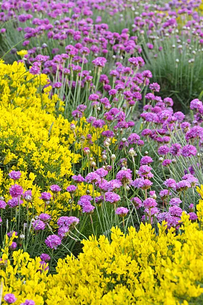 472321 - Thrift (Armeria maritima) and lydia broom (Genista lydia)
