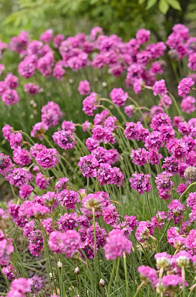 545008 - Thrift (Armeria maritima 'Frühlingszauber')