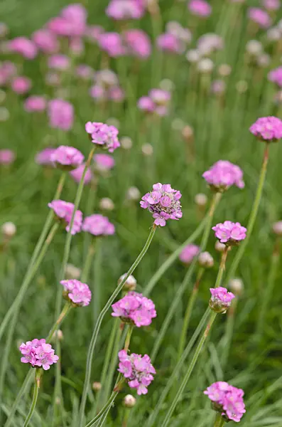 533275 - Thrift (Armeria maritima 'Splendens')