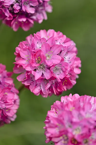 533444 - Thrift (Armeria maritima 'Splendens')