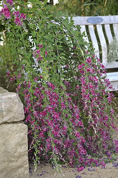 517194 - Thunberg's bushclover (Lespedeza thunbergii)
