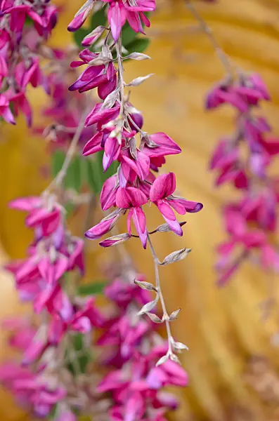 525176 - Thunberg's bushclover (Lespedeza thunbergii)