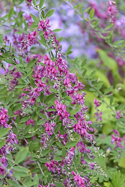 547163 - Thunberg's bushclover (Lespedeza thunbergii)
