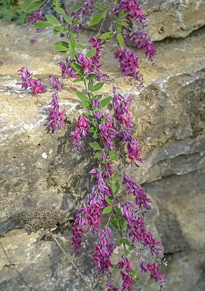 547164 - Thunberg's bushclover (Lespedeza thunbergii)