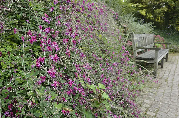 560031 - Thunberg's bushclover (Lespedeza thunbergii)